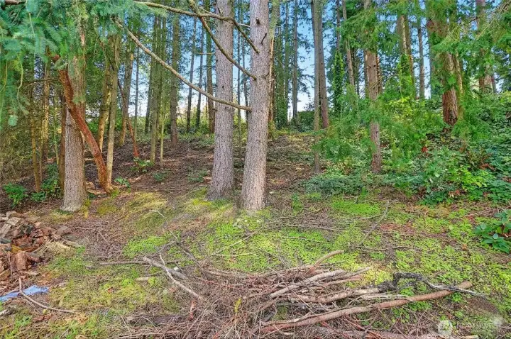 Parcel #2 treed lot behind main house.