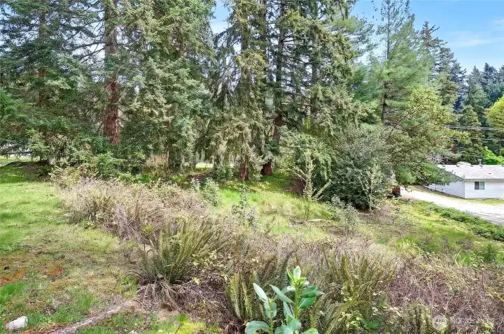 Another view of larger parcel, has old well near large trees.