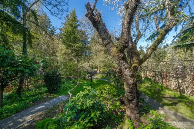 Beautiful backyard with access to street behind and where you might be able to put a garage?
