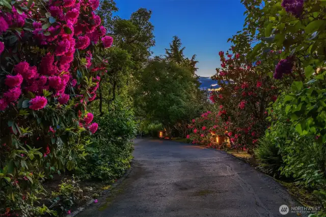 A garden heaven of giant rhododendrons & mature vegetation: hydrangeas, spectacular white dogwood tree...