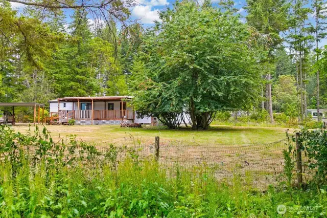 fully fenced backyard with huge cherry tree