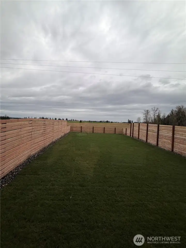 View of the backyard