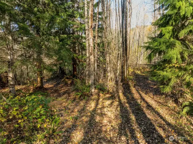 Clearing near the middle of the property.