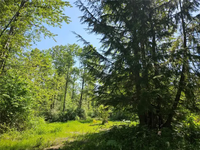 Potential Build Site