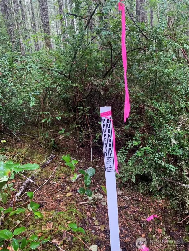 The south boundary is well marked with flagging and DNR posts.