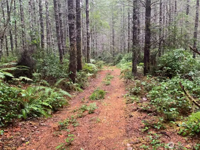 Road towards west property line.