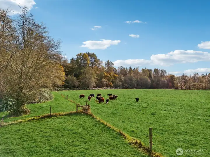 Fertile Pastoral Land that abuts the S Stillaguamish River