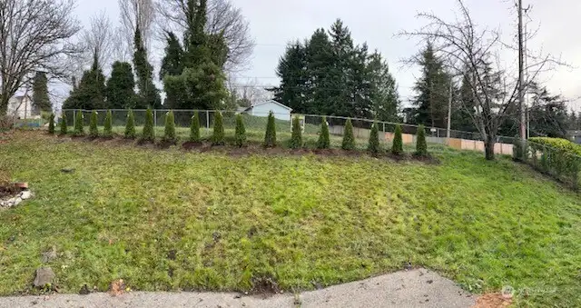 Privacy trees planted along rear fence line