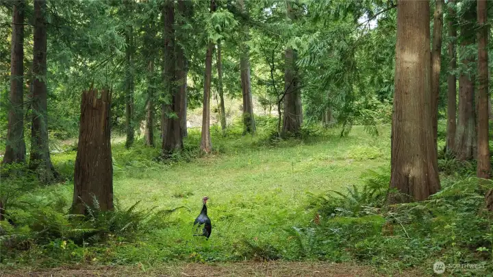 You might just see a live turkey (or other wildlife) while walking through the property!