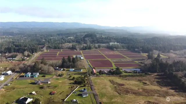 cranberry bogs just down the road