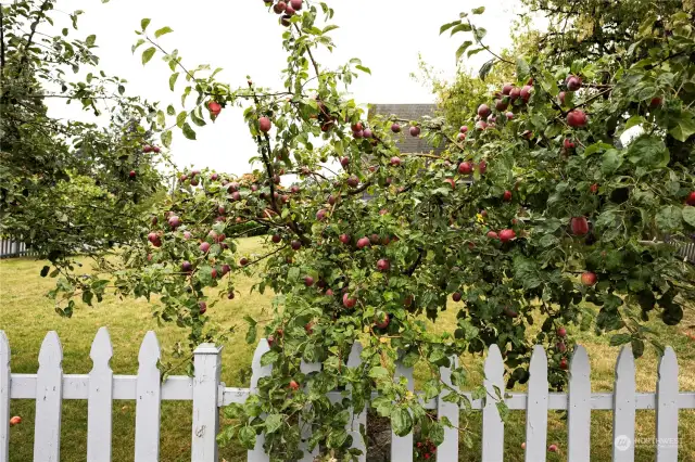 Fruit Tree