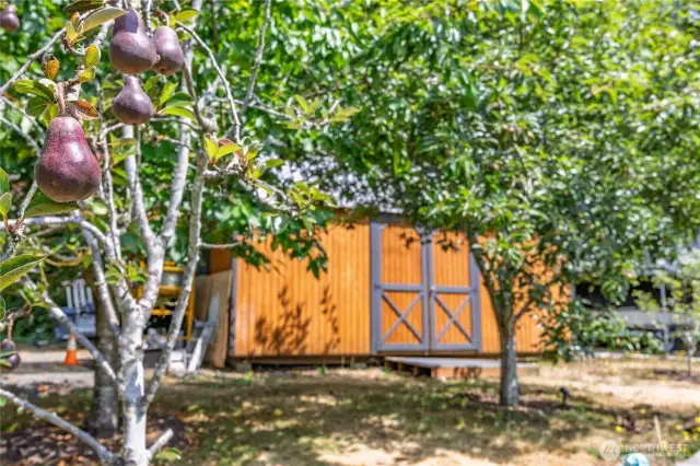 Many fruit trees: pear, apple, plum, cherry, fig and peach