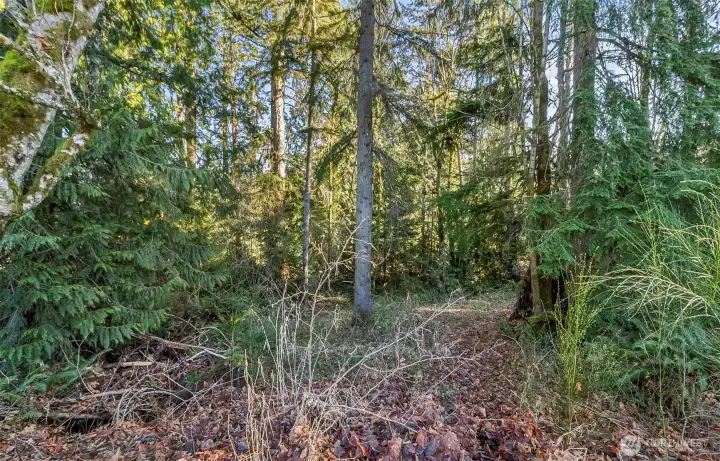 Keep some trees for privacy