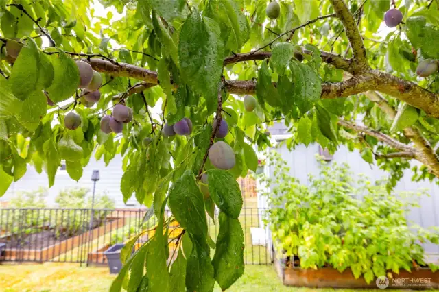 Italian Plums
