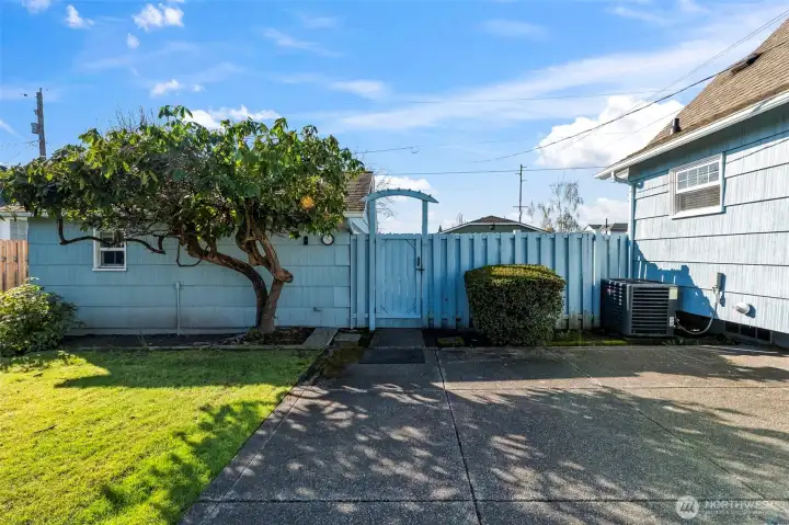 Mature Rhodie-maybe same vintage as the home?
