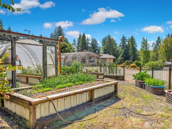 Mature garden area with raised beds, fruit trees, established vegetables and fully fenced. Mature garden area with raised beds, fruit trees, established vegetables and fully fenced.