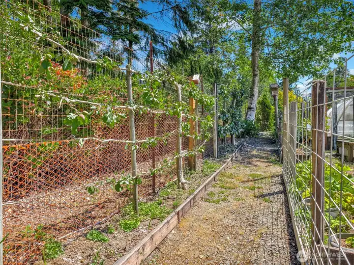Mature garden area with raised beds, fruit trees, established vegetables and fully fenced. Mature garden area with raised beds, fruit trees, established vegetables and fully fenced.