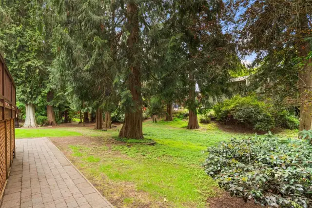 These lovely trees make it feel like having a park in your own back yard.
