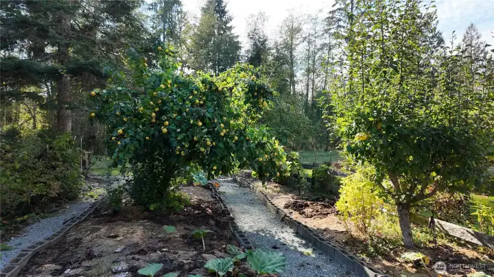 Huge beautiful garden with already established fruit trees, rhubarb plants and so so so much more.