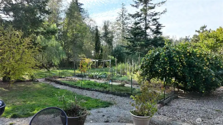 Gardeners dream. Quince fruit tree to the right.