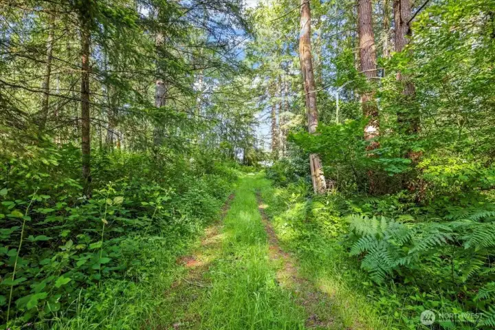 Lots of trees provide such a great cover of privacy