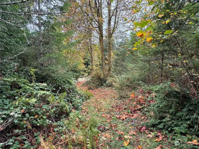 Trail you can just see the opening to the 4th meadow and building site