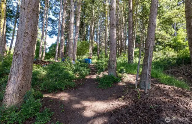 Beautifully treed property goes way up the hill.