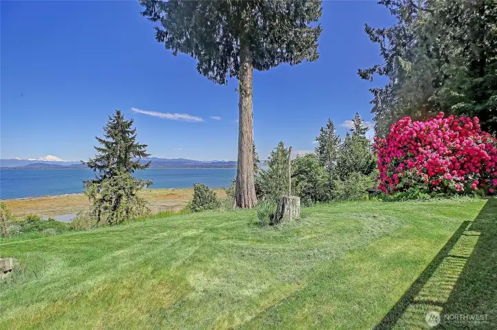 Mature Landscaping