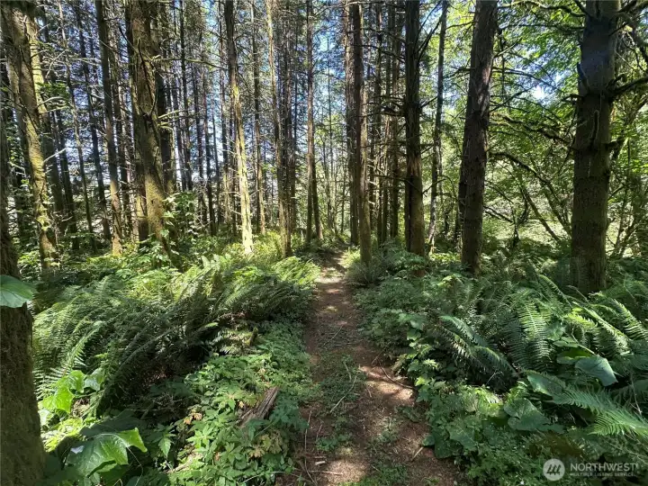Well maintained trail through the woods to the river