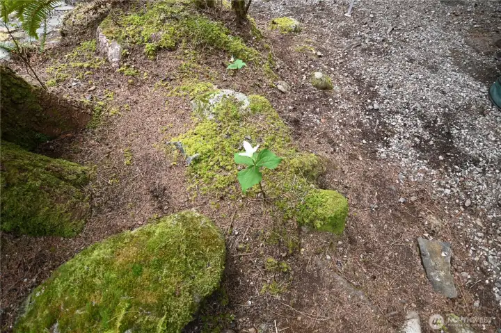 Trilliums are blooming!