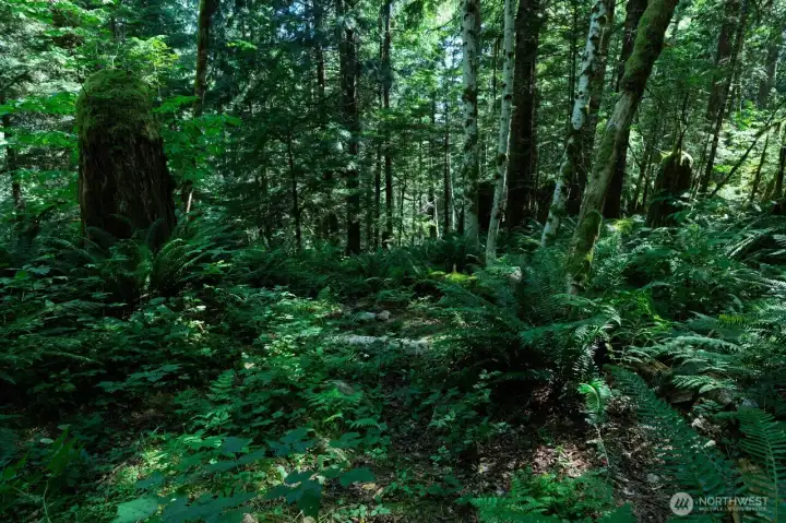 Surrounded by USFS for endless exploration. Food lovers ~ here's your chance to gather fresh, wild ingredients like chanterelles & berries, for a memorable "forest-to-table" culinary experience.