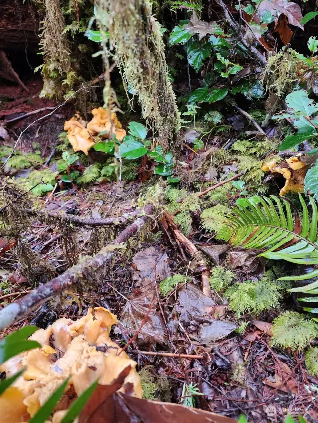 Mushrooms growing