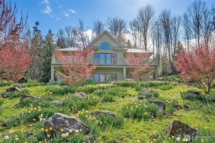 There are hundreds of daffodils planted throughout the property.