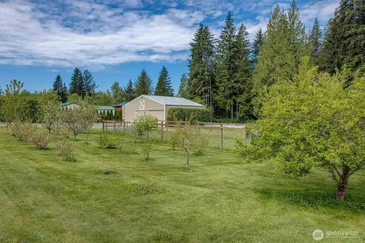 Mature orchard with plum, pear, peach, apple, cherry and blueberries.