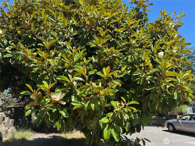 tree