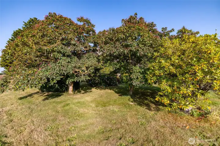 Beautiful mature trees on the property