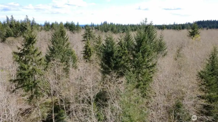 Level site with a mix of Red Alder and Evergreens.