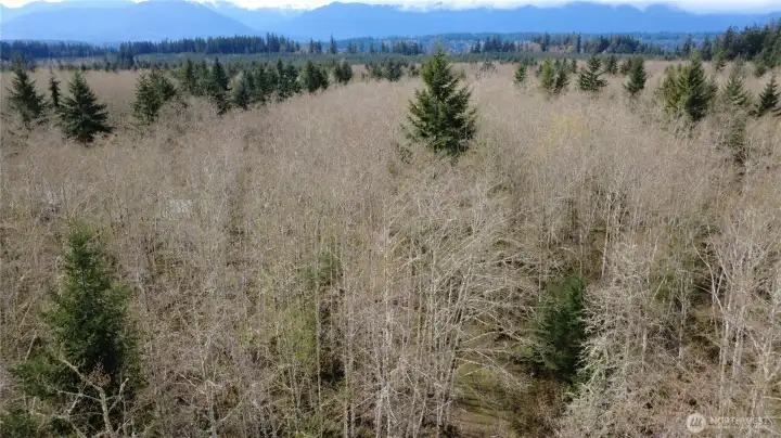 Level site with a mix of Red Alder and Evergreens.