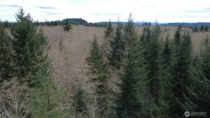 Level site with a mix of Red Alder and Evergreens.