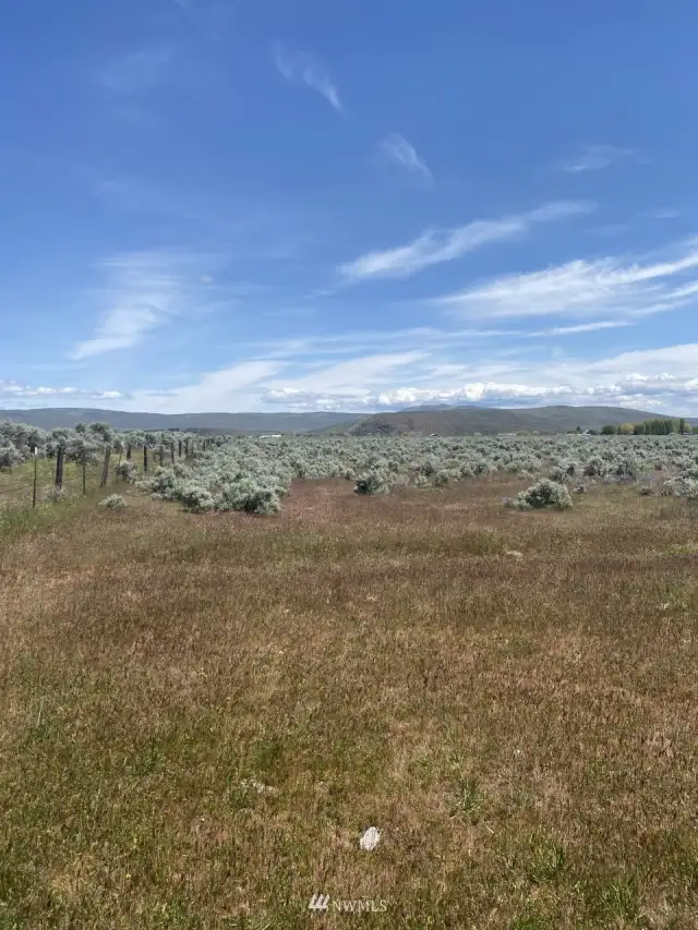 North fence line looking east