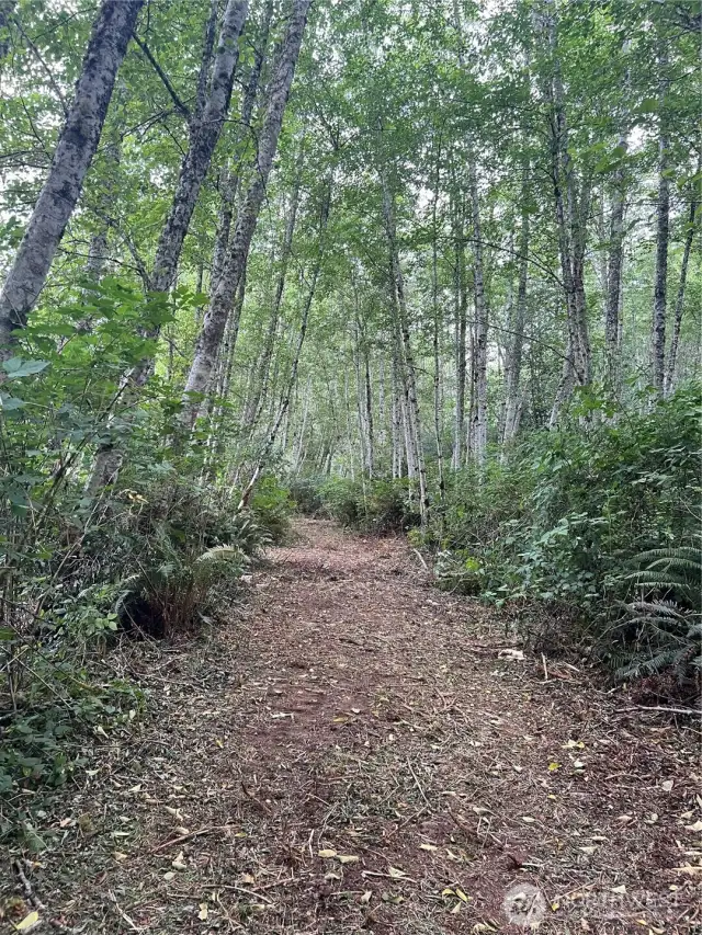Nice marketable alder that can be easily cleared for your future farmstead or tree farm. Nice level site at west end of parcel.