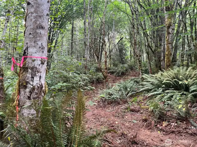 Cleared access path to explore the property along the S property line.