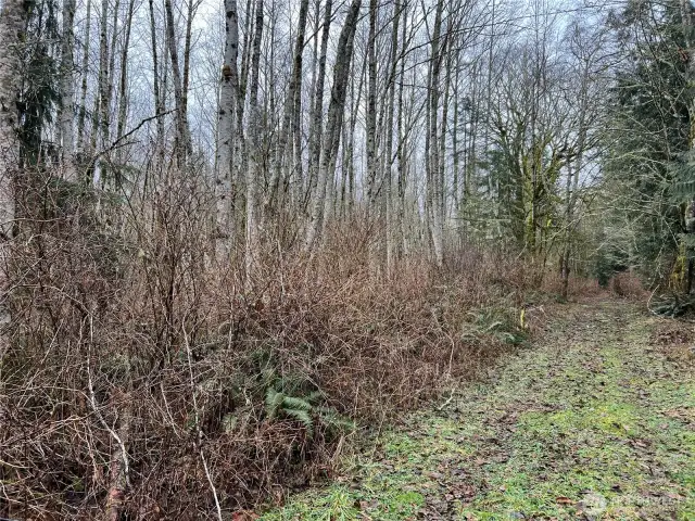 View of the site looking South along the west property line. Pink flags mark the approximate SW corner.