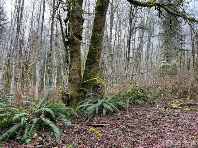 Nice access road along the W property line.