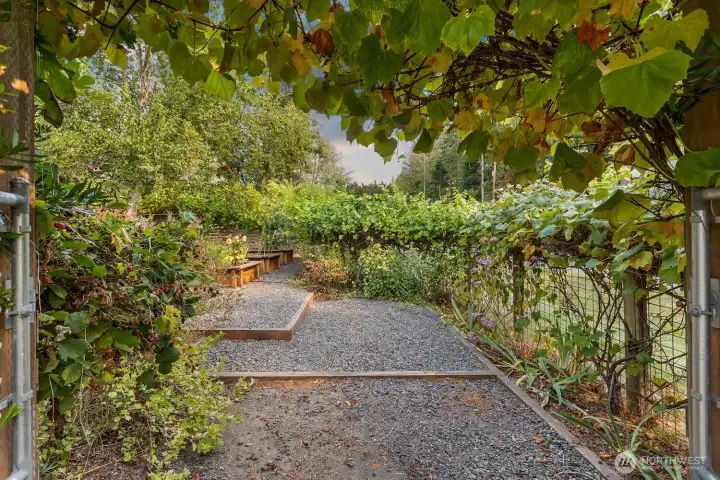 Welcome to the garden.  Entirely fenced and a private oasis during with beautiful grapevines, climbing hydrangea, tons of blueberries, gooseberries, pie blackberries, and more.