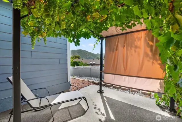 Private back patio with mature grape vines!