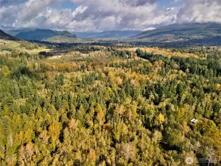 38.68 Forested Acres