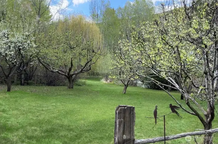 Mature Orchard with 12 fruit trees, ask for list