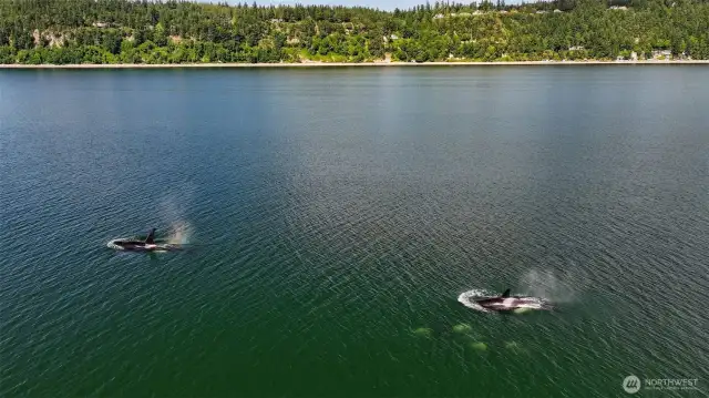 Watch the whales that frequent in front of your new home