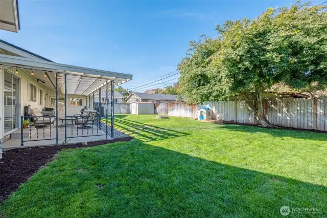 Back yard